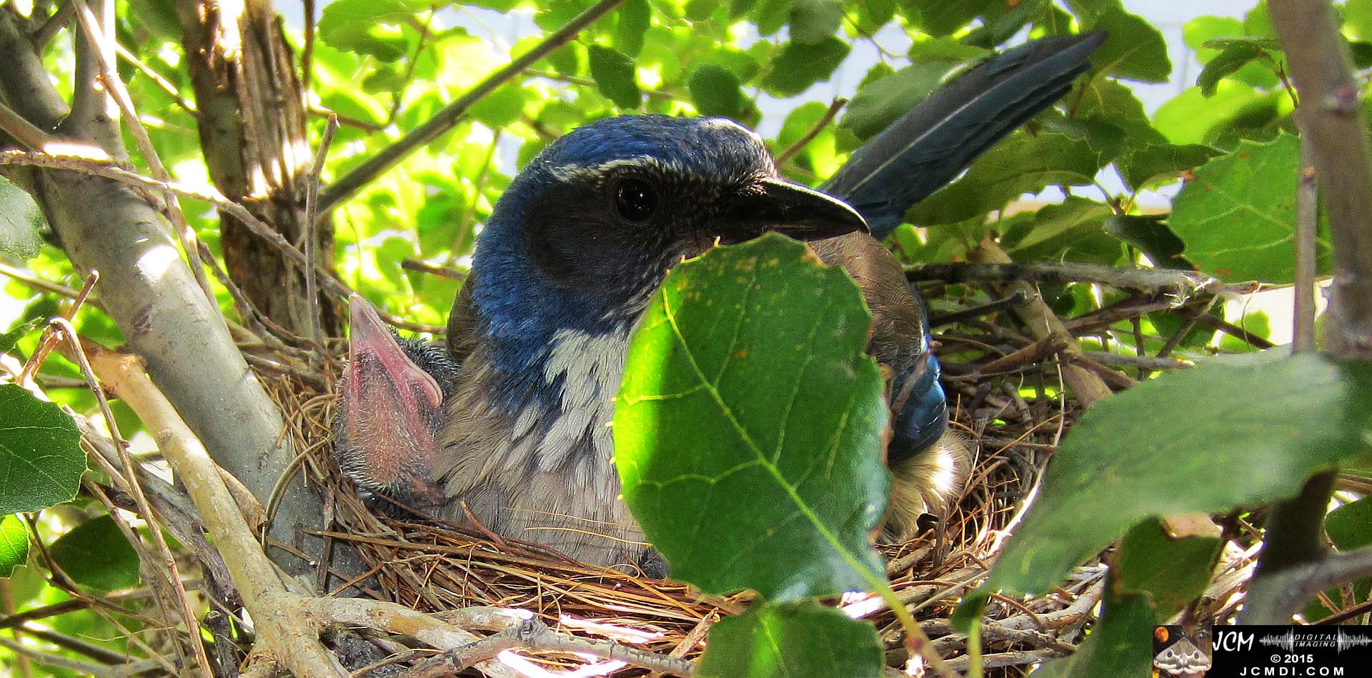 Scrub Jay Nest Documenatry with chicks